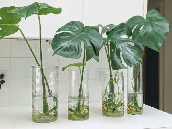 How To Propagate Monstera A 101 Guide For Beginners the-best-way-to-repot-your-monstera-planta